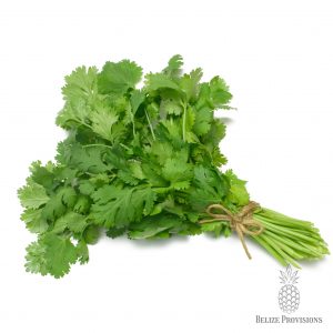 Cilantro
